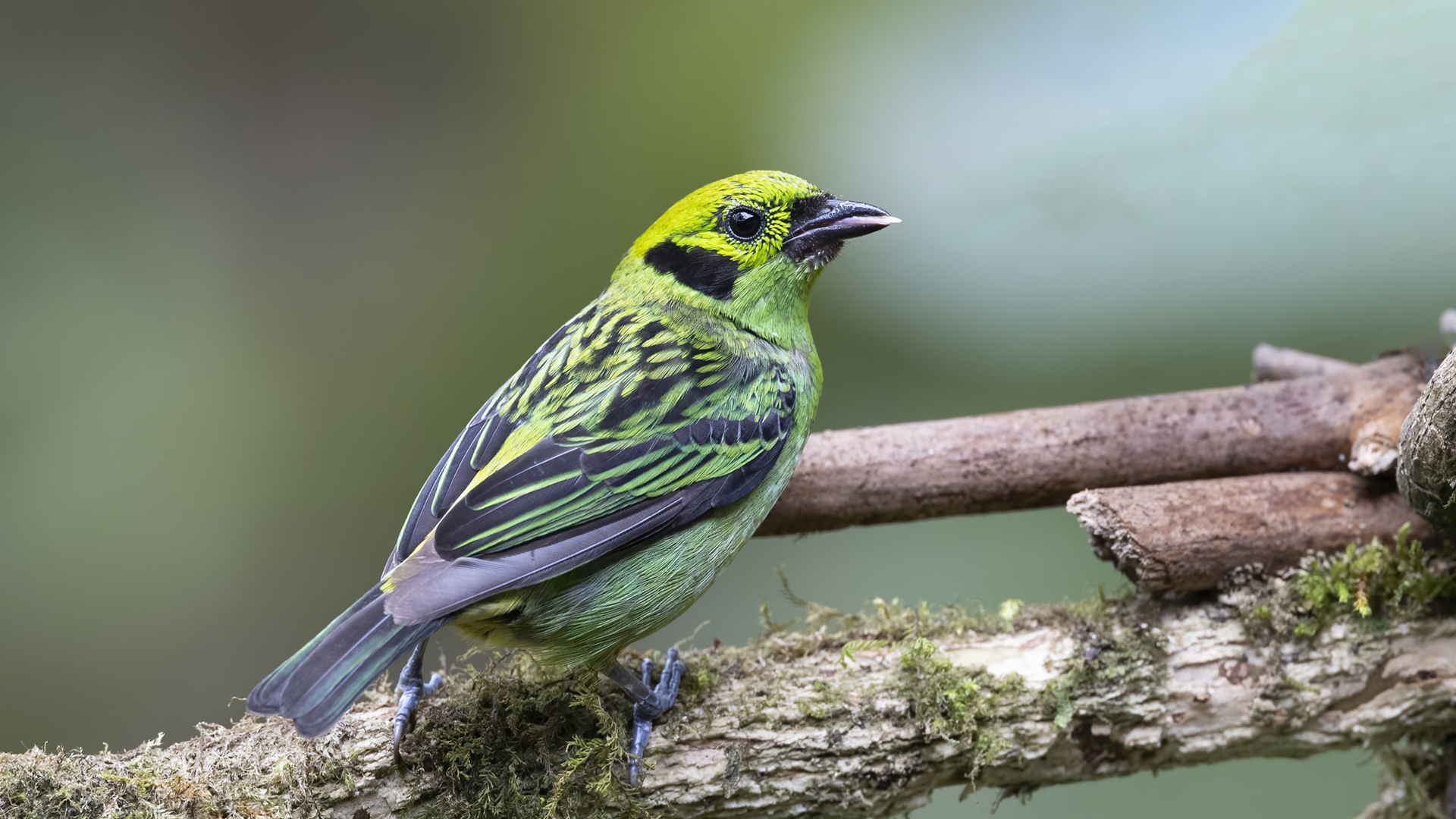 Emerald Tanager